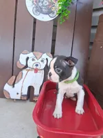 Logan, a male Boston Terrier for sale in Woodburn, IN – 4 of 5