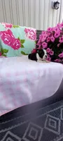 Brielle, a female Boston Terrier for sale in Woodburn, IN – 4 of 7