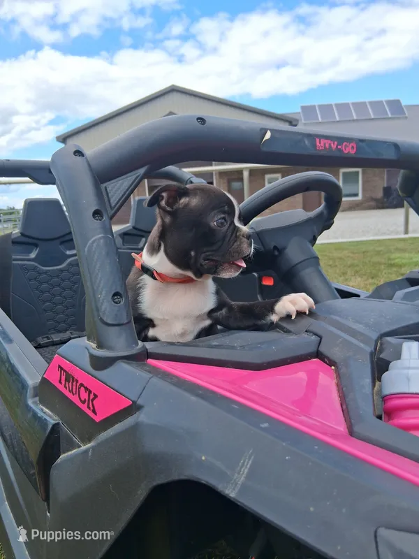 Lynn – Boston Terrier puppy for sale in Woodburn, IN