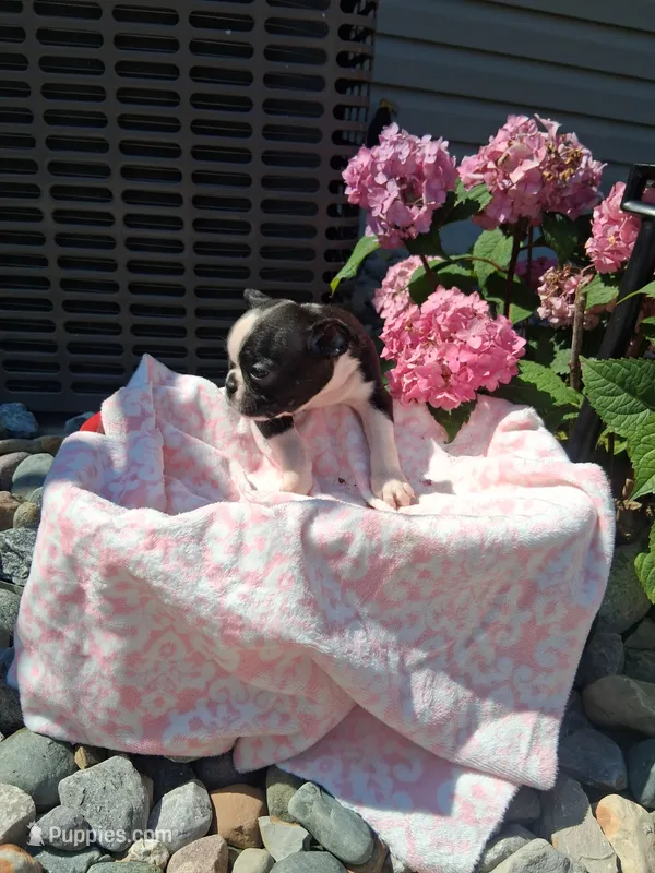 Lena – Boston Terrier puppy for sale in Woodburn, IN