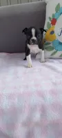 Brianna, a female Boston Terrier for sale in Woodburn, IN – 4 of 7