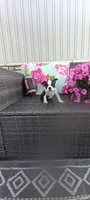 Buster, a male Boston Terrier for sale in Woodburn, IN – 3 of 5