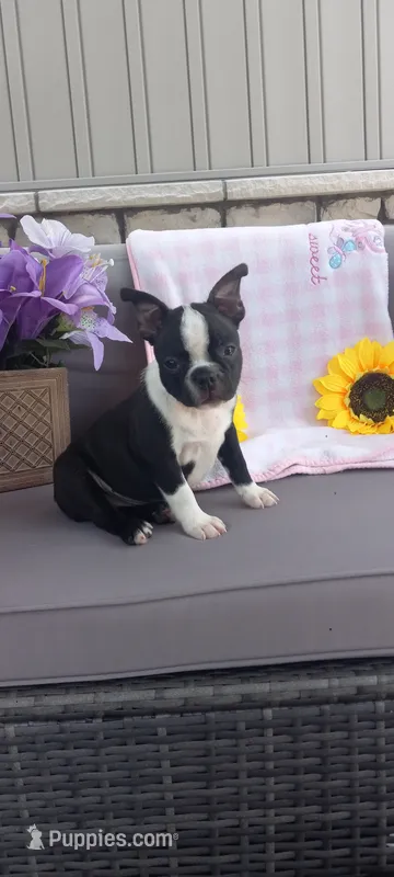 Brylie – Boston Terrier puppy for sale in Woodburn, IN