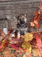 Lena, a female German Shepherd Dog for sale in Woodburn, IN – 4 of 6