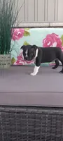 Asher, a male Boston Terrier for sale in Woodburn, IN – 6 of 6