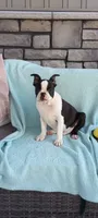 Benjie, a male Boston Terrier for sale in Woodburn, IN – 2 of 6