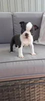 Buster, a male Boston Terrier for sale in Woodburn, IN – 6 of 7