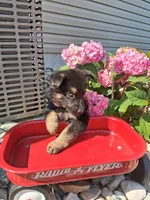 Jenna, a female German Shepherd Dog for sale in Woodburn, IN – 3 of 5