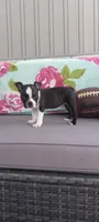 AJ, a male Boston Terrier for sale in Woodburn, IN – 2 of 7