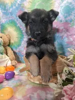 Alex, a male German Shepherd Dog for sale in Woodburn, IN – Photo 3 of 5