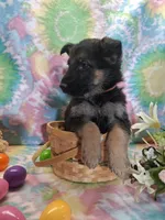 Alex, a male German Shepherd Dog for sale in Woodburn, IN – Photo 2 of 5