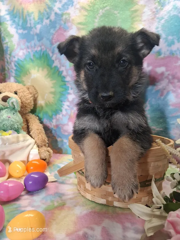 Alex – German Shepherd Dog puppy for sale in Woodburn, IN
