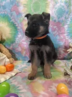Alex, a male German Shepherd Dog for sale in Woodburn, IN – Photo 5 of 5