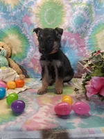 Alex, a male German Shepherd Dog for sale in Woodburn, IN – Photo 4 of 5