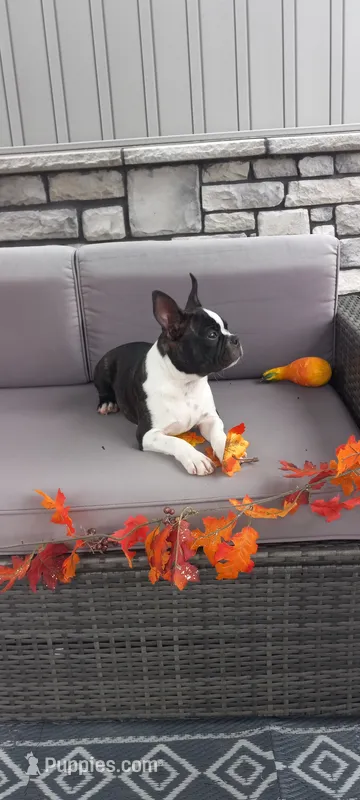 AJ – Boston Terrier puppy for sale in Woodburn, IN