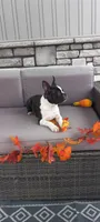 AJ, a male Boston Terrier for sale in Woodburn, IN – 1 of 7