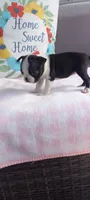 Brielle, a female Boston Terrier for sale in Woodburn, IN – 2 of 7