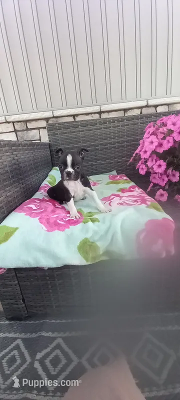 Brianna – Boston Terrier puppy for sale in Woodburn, IN