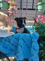 Lynn, a male Boston Terrier for sale in Woodburn, IN – 2 of 5