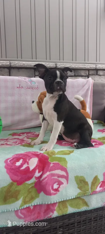 Brianna – Boston Terrier puppy for sale in Woodburn, IN