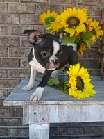 Leo, a male Boston Terrier for sale in Woodburn, IN – 4 of 5