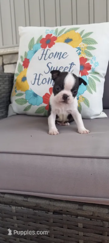 Buster – Boston Terrier puppy for sale in Woodburn, IN