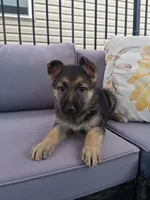 Angel , a female German Shepherd Dog for sale in Woodburn, IN – Photo 1 of 4