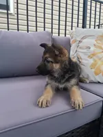 Angel , a female German Shepherd Dog for sale in Woodburn, IN – Photo 2 of 4