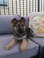 Angel , a female German Shepherd Dog for sale in Woodburn, IN – Photo 4 of 4