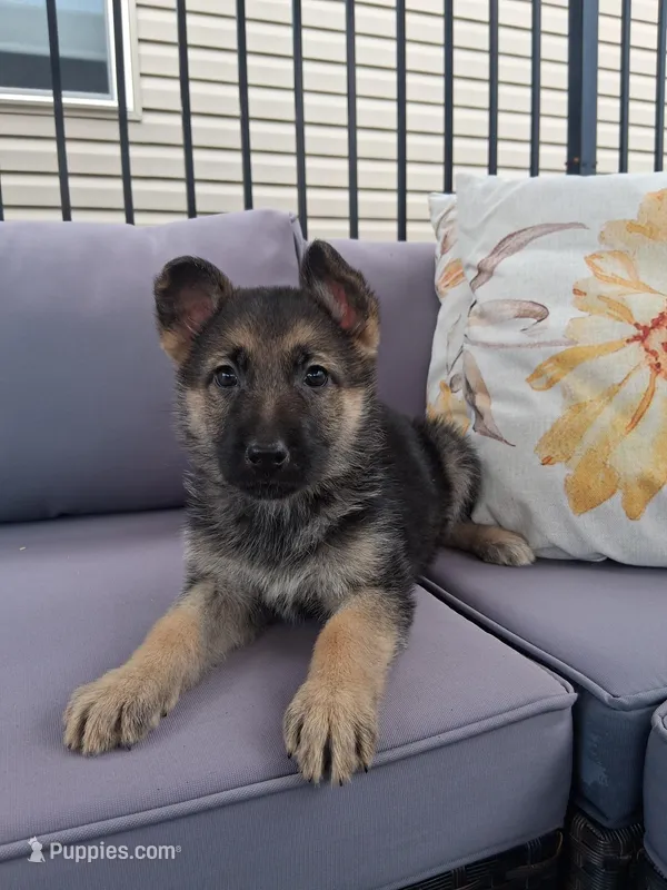 Angel  – German Shepherd Dog puppy for sale in Woodburn, IN