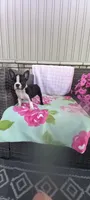 Brooke , a female Boston Terrier for sale in Woodburn, IN – 8 of 8