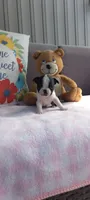 Brielle, a female Boston Terrier for sale in Woodburn, IN – 3 of 7