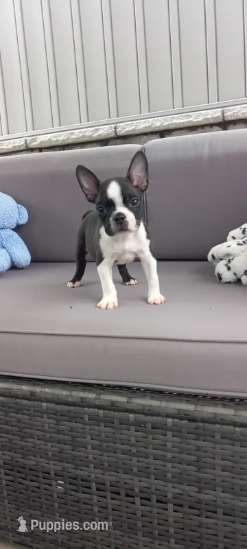 AJ – Boston Terrier puppy for sale in Woodburn, IN