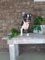 Lynn , a male Boston Terrier for sale in Woodburn, IN – 3 of 3