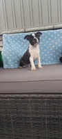 AJ, a male Boston Terrier for sale in Woodburn, IN – 4 of 6