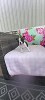 Brielle, a female Boston Terrier for sale in Woodburn, IN – 5 of 7
