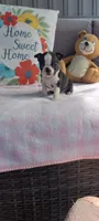 Bella, a female Boston Terrier for sale in Woodburn, IN – 4 of 8