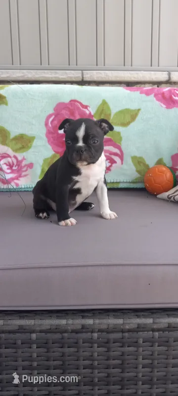 Asher – Boston Terrier puppy for sale in Woodburn, IN