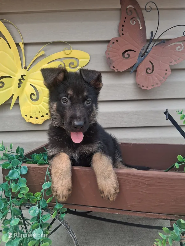 Jack – German Shepherd Dog puppy for sale in Woodburn, IN