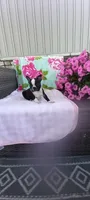 Brylie, a female Boston Terrier for sale in Woodburn, IN – 2 of 7