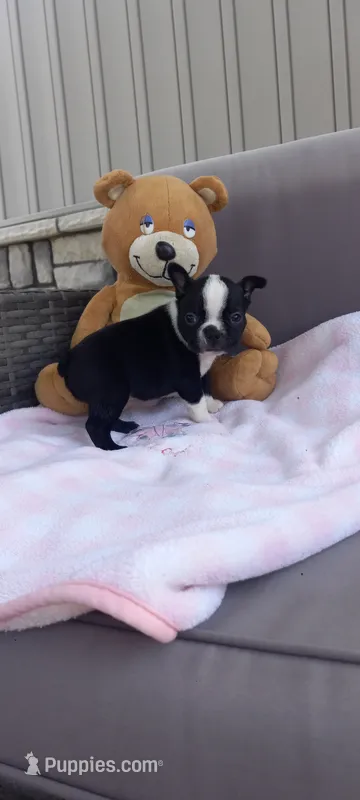 Brylie – Boston Terrier puppy for sale in Woodburn, IN