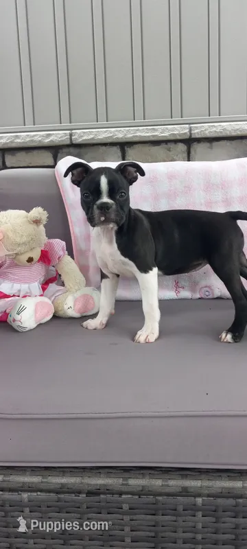 Brianna – Boston Terrier puppy for sale in Woodburn, IN