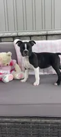 Brianna, a female Boston Terrier for sale in Woodburn, IN – 1 of 7