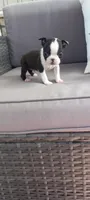 Benjie, a male Boston Terrier for sale in Woodburn, IN – 4 of 8