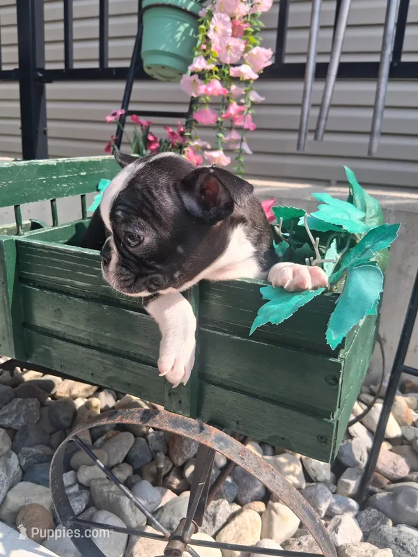 Lena – Boston Terrier puppy for sale in Woodburn, IN