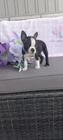 Alivia, a female Boston Terrier for sale in Woodburn, IN – 4 of 7