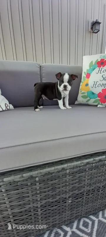 Buster – Boston Terrier puppy for sale in Woodburn, IN