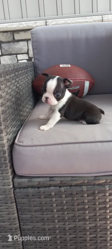 Benjie – Boston Terrier puppy for sale in Woodburn, IN