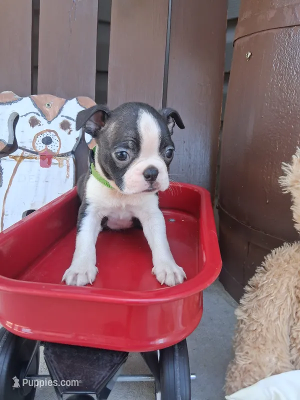 Logan – Boston Terrier puppy for sale in Woodburn, IN