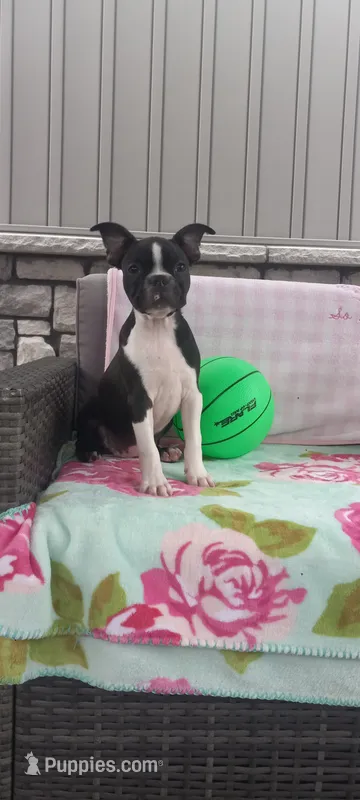 Brianna – Boston Terrier puppy for sale in Woodburn, IN